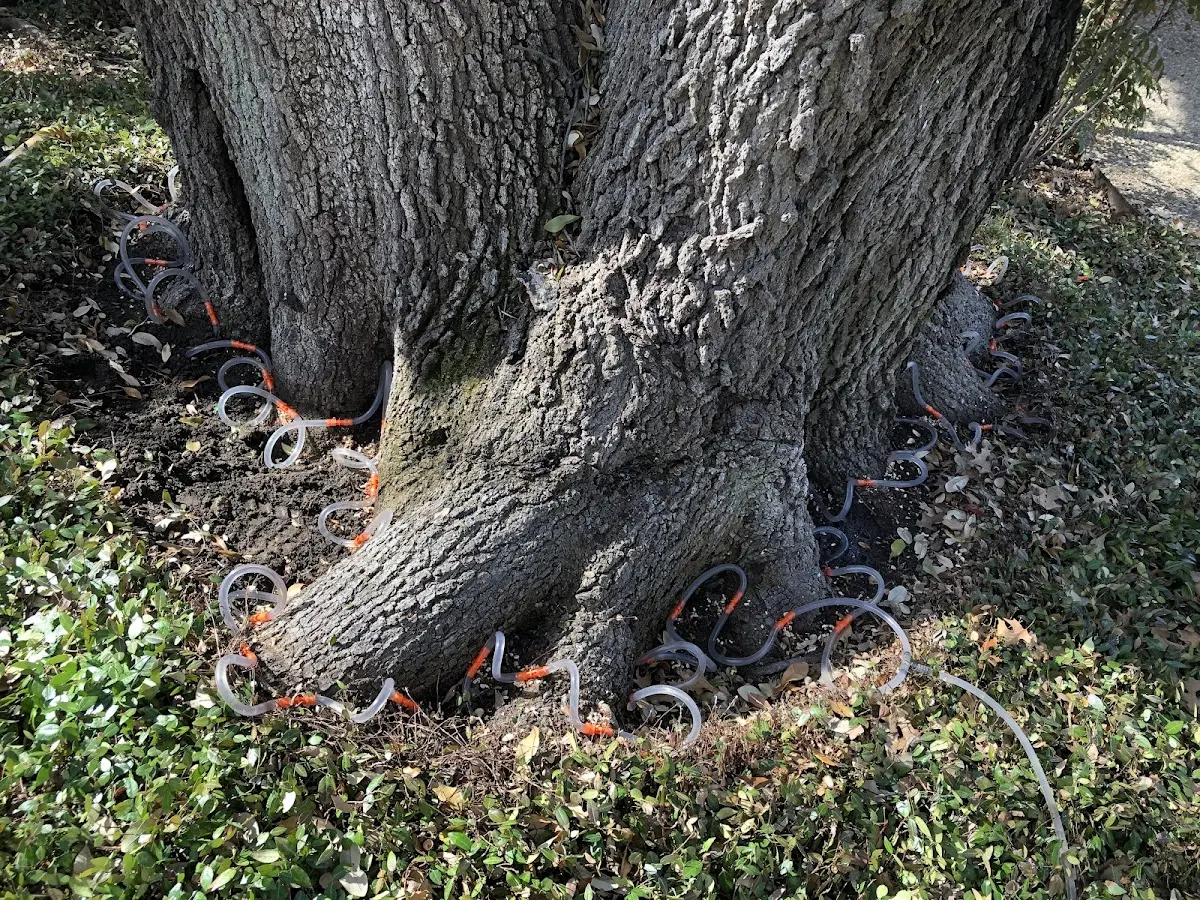 Detailed Tree Cabling and Bracing job site in Ute Park