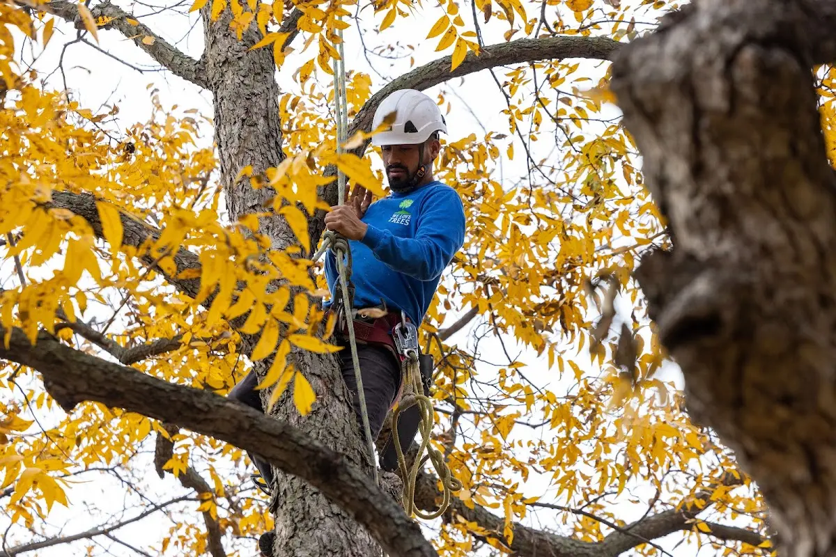 Skilled Tree Pruning crew working in Ute Park