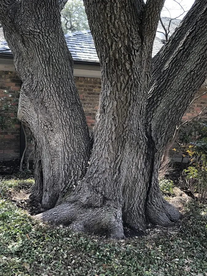 Mature heritage tree close to a Ute Park property cared for by certified arborists