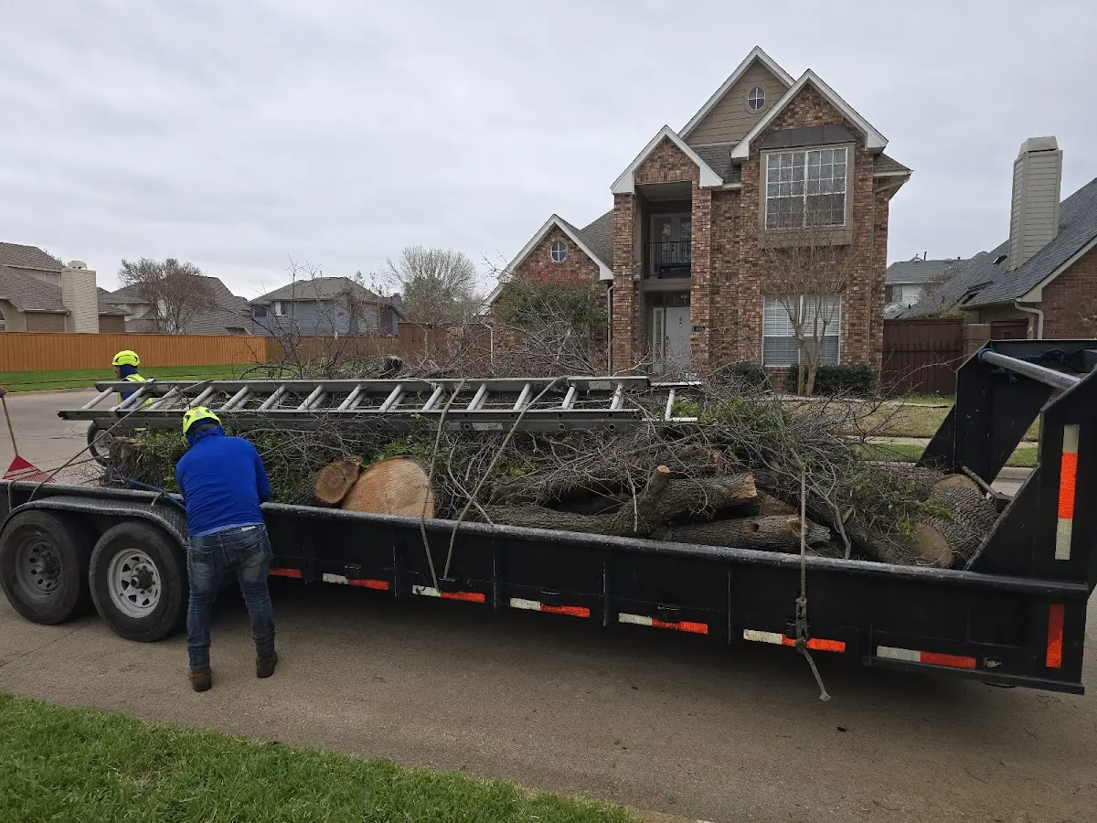 Expert Tree Removal with proper safety equipment in Ute Park